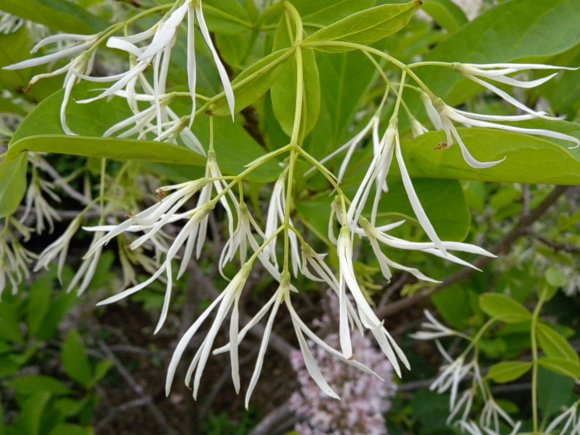 Chionanthus Flower Seeds for Planting – Heirloom, Non-GMO, High Germination Organic Garden Seeds