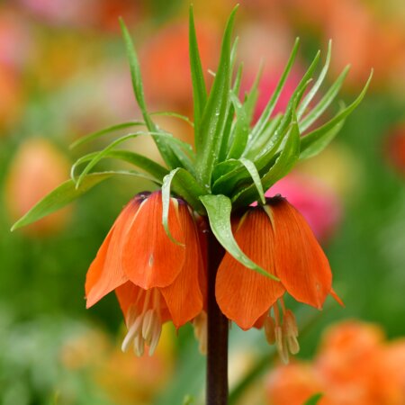 Imperial Flower Seeds Orange – Heirloom, Non-GMO, High Germination Seeds