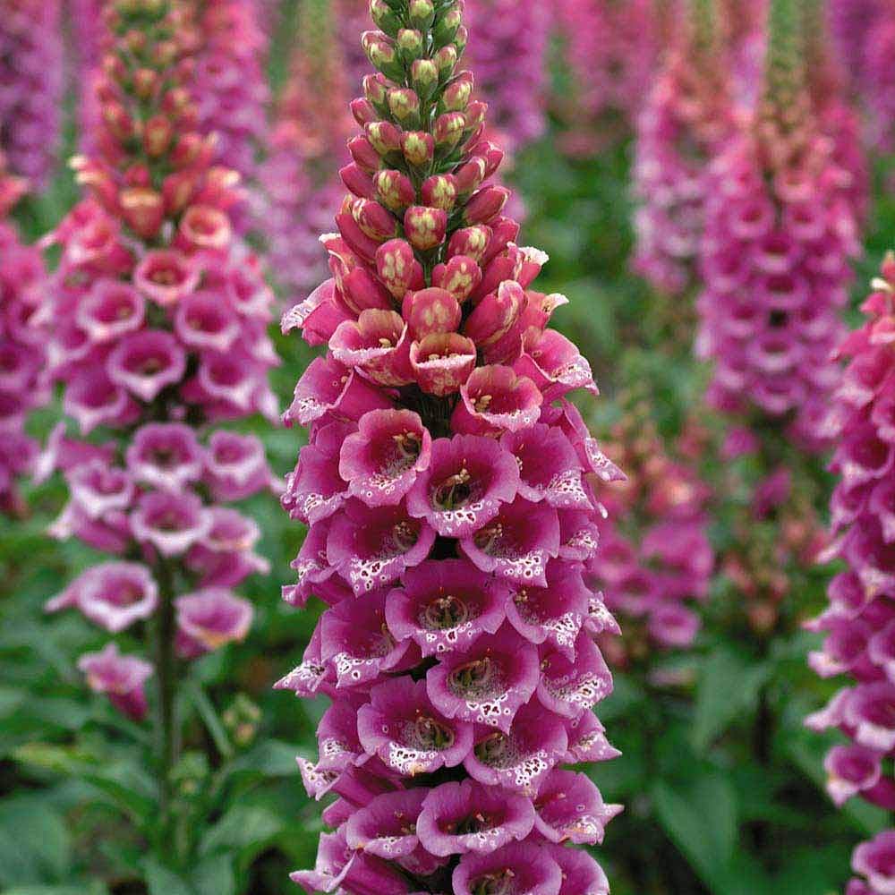 fritillaria flower flower seeds