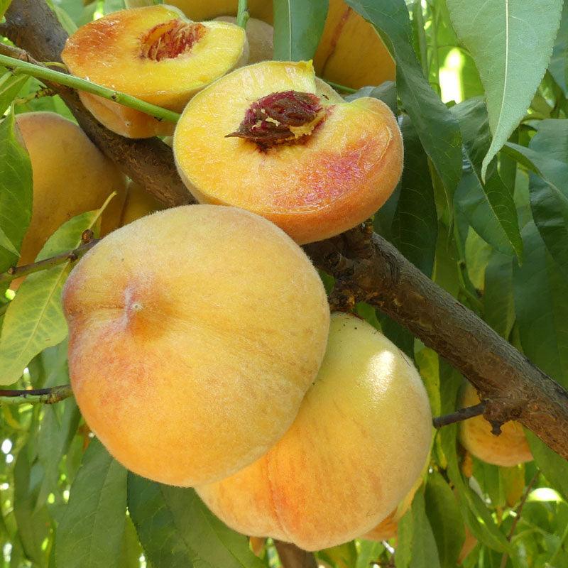 Peach Seeds Yellow for Planting – Heirloom Non-GMO High Germination Organic Garden Seeds