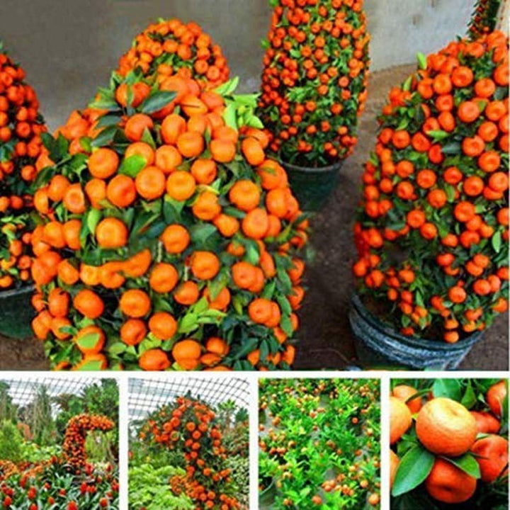orange bonsai flower seeds