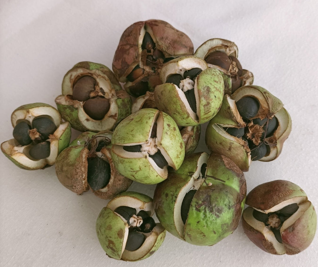cape jasmine flower seeds