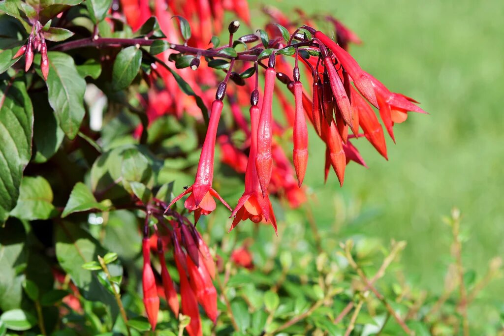Fuchsia Flower Seeds Red Heirloom Non-GMO High Germination Seeds
