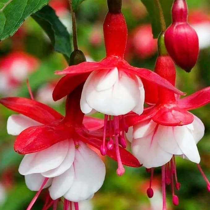 red white flower seeds