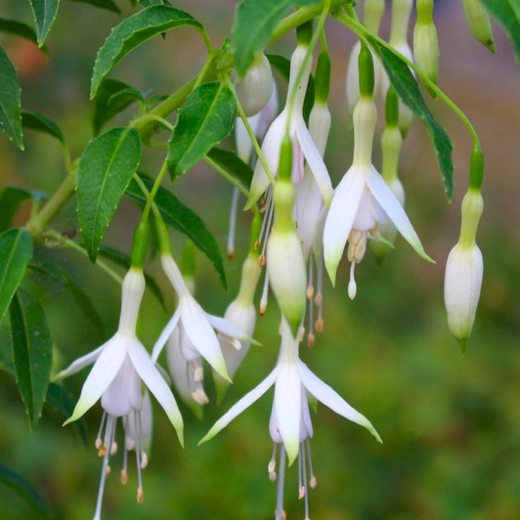 Fuchsia Flower Seeds White Heirloom Non-GMO High Germination Organic Seeds
