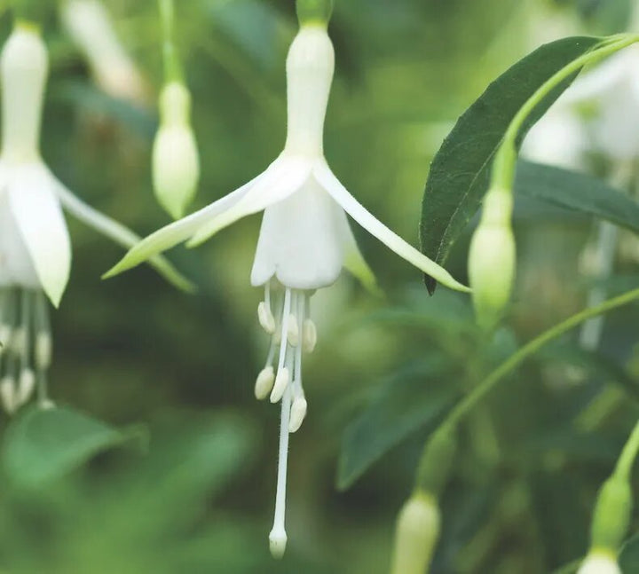 Fuchsia Flower Seeds White Heirloom Non-GMO High Germination Organic Seeds