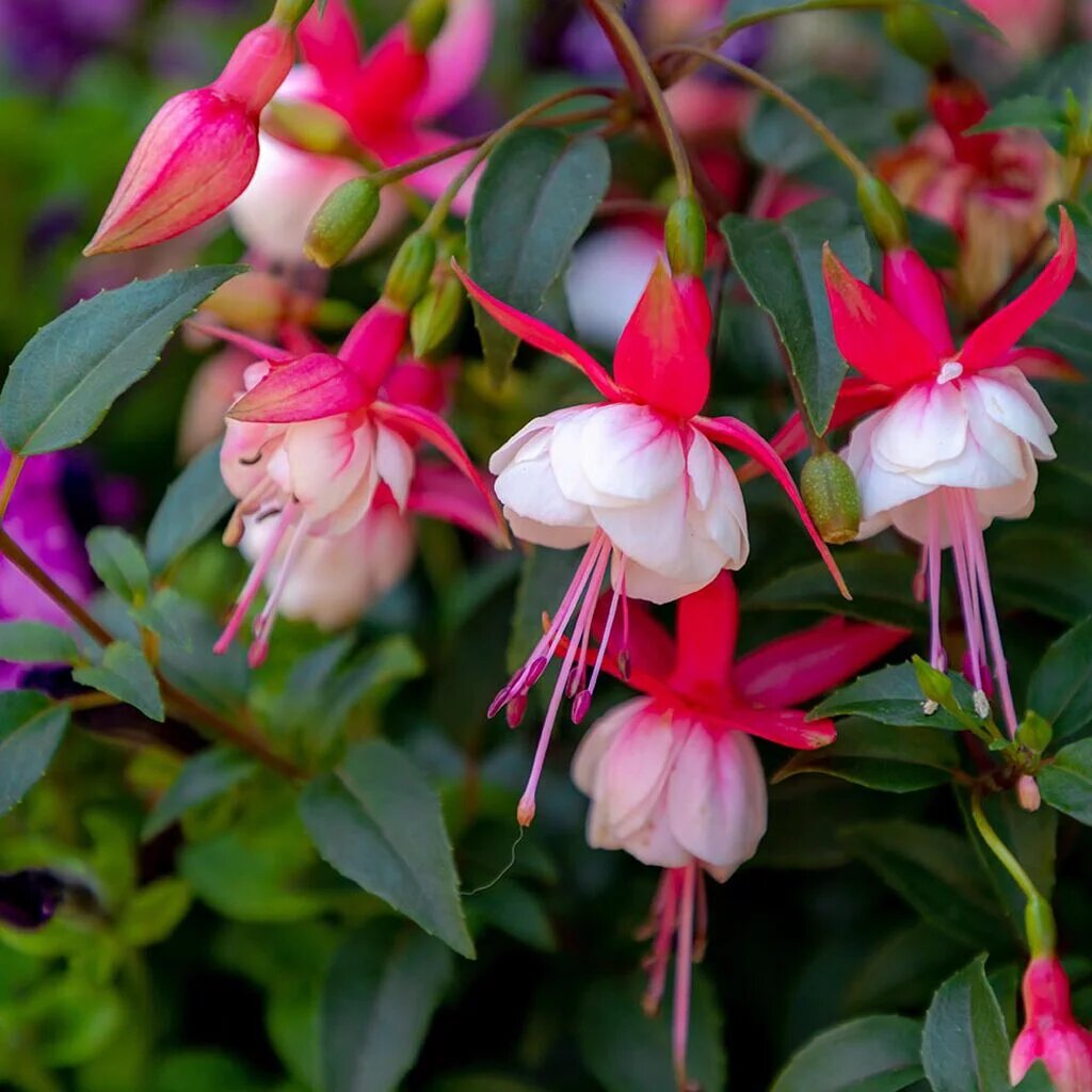 Red White Fuchsia Flower Seeds – Heirloom, Non-GMO, High Germination Organic Garden