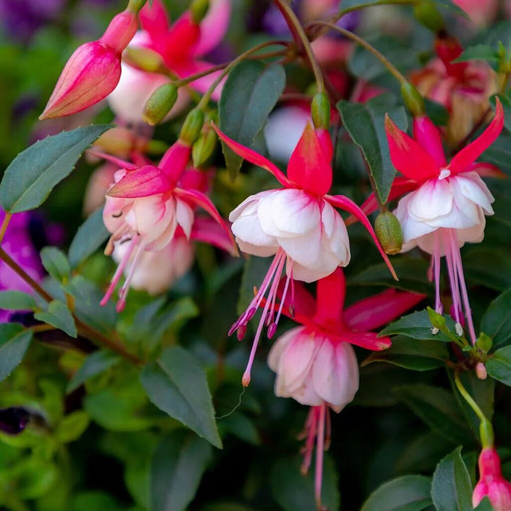 Red White Fuchsia Flower Seeds – Heirloom, Non-GMO, High Germination Organic Garden