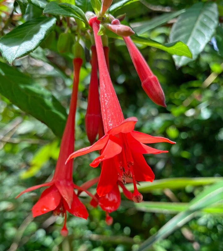 Fuchsia Flower Seeds Red Heirloom Non-GMO High Germination Organic Garden Seeds