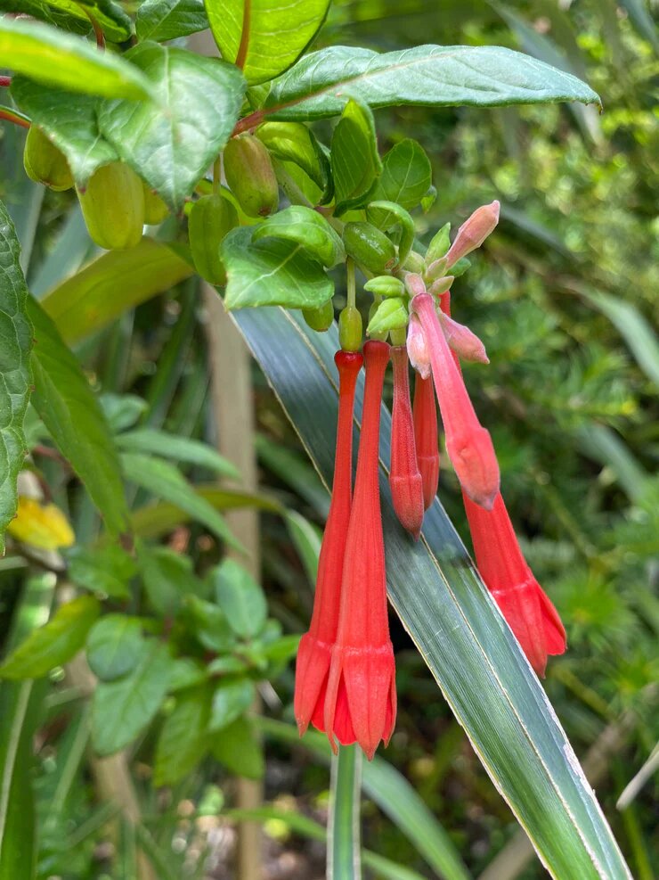 Fuchsia Flower Seeds Red Heirloom Non-GMO High Germination Organic Garden Seeds