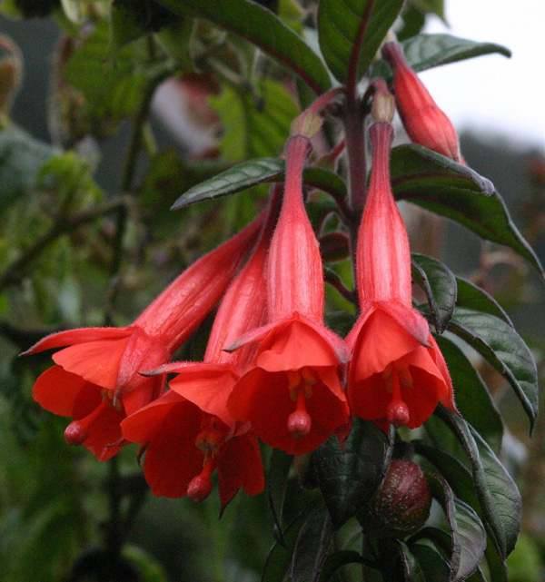 Red Fuchsia Flower Seeds for Planting – Heirloom Non-GMO High Germination