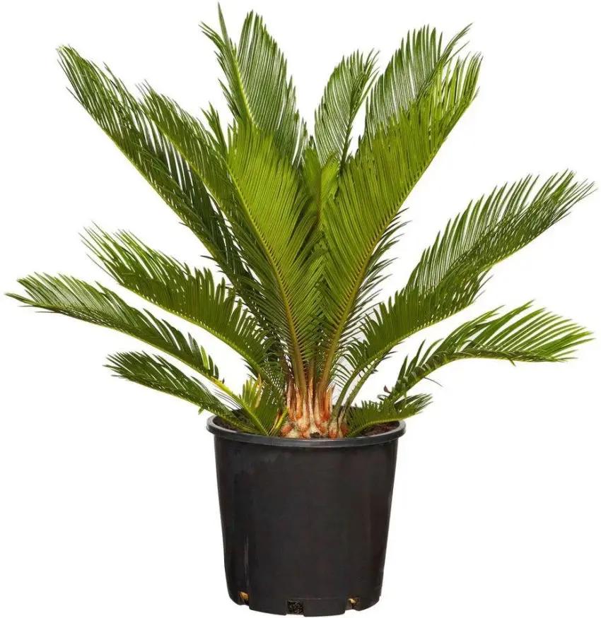 Green Cycads herb seeds