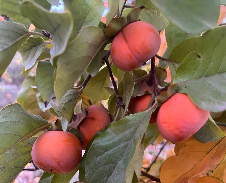 Fuyu Persimmon Fruit Seeds for Planting – Heirloom Non-GMO High Germination Organic Seeds