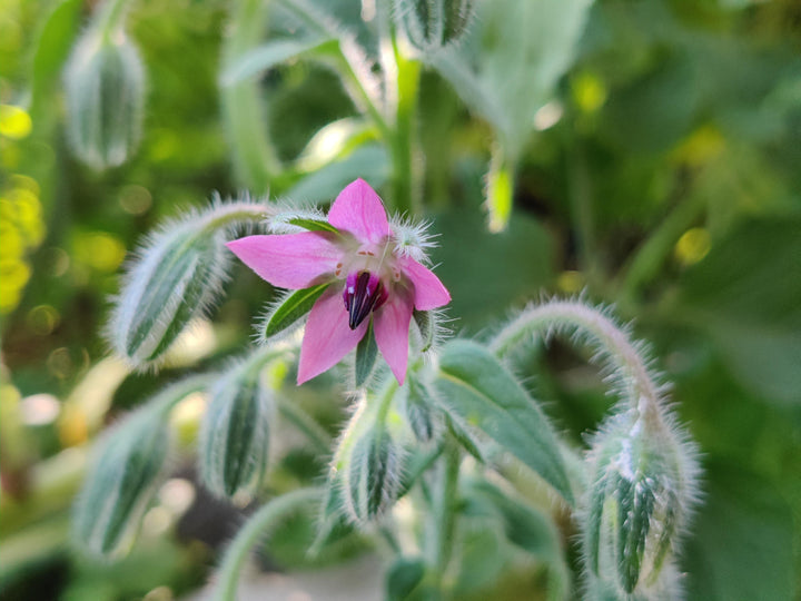 Pink Borage Flower Seeds – Heirloom, Non-GMO, High Germination Organic Garden Seeds for Planting