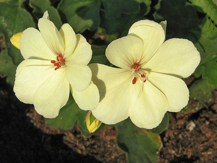 Geranium Flower Seeds Yellow Heirloom Non-GMO High Germination Seeds for Planting
