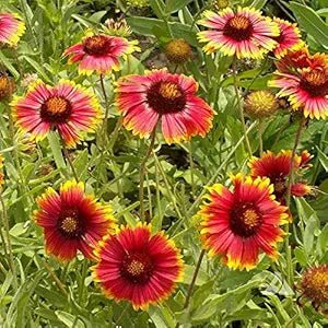 gaillardia aristata flower seeds