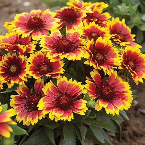 gaillardiaaristatafloweropenpollinatedheirloomnongmohighgerminationorganicgarden flower seeds
