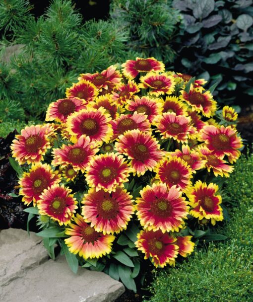gaillardiaarizonasunheirloomnongmohighgerminationorganicgarden flower seeds