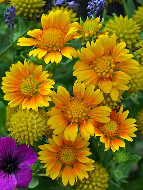 gaillardiaarizonaapricotimportedheirloomnongmohighgerminationorganicgarden flower seeds