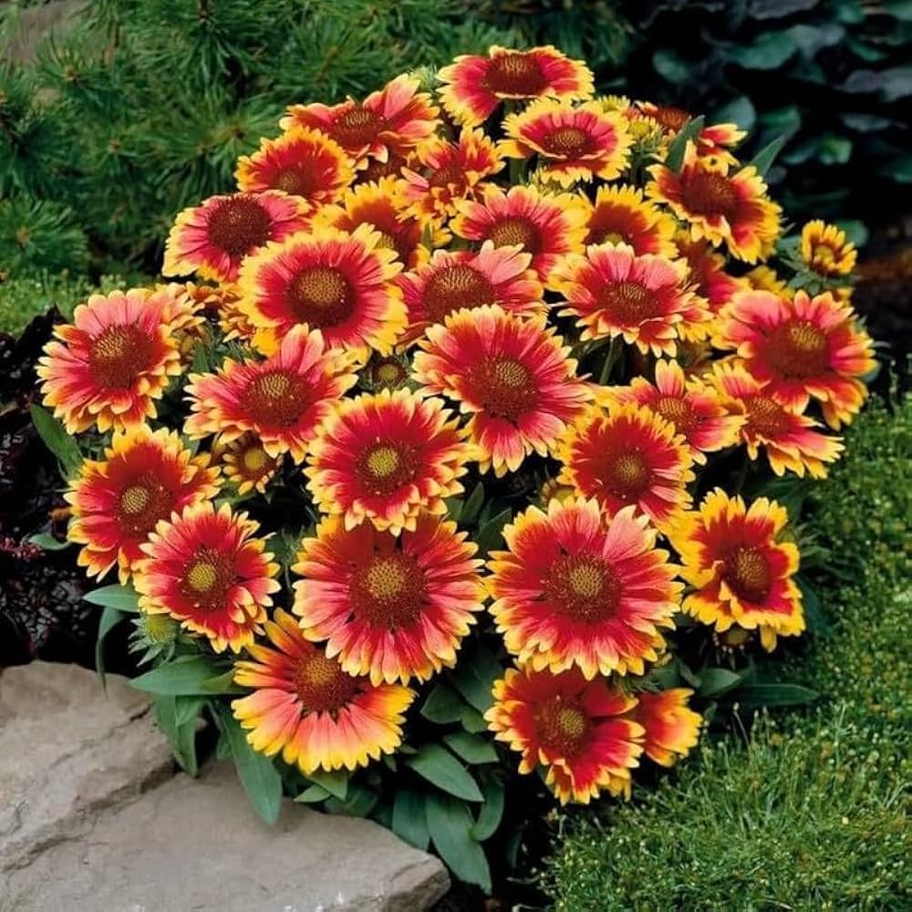 gaillardia dazzler flower seeds