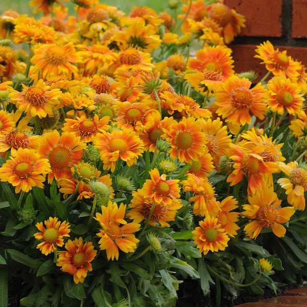 Orange Gaillardia Flower Seeds – Heirloom, Non-GMO, High Germination Seeds