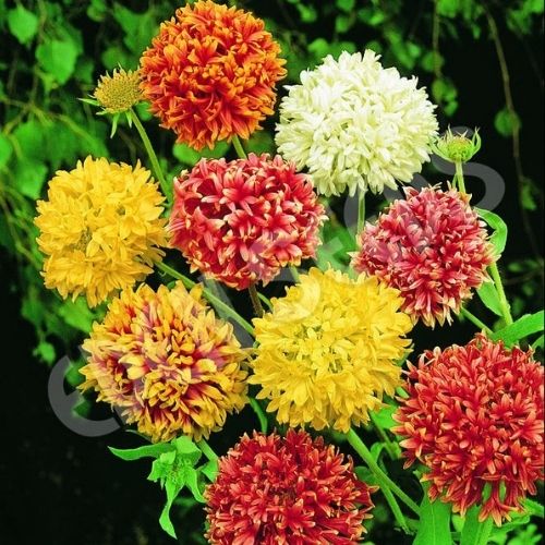gaillardiapulchelladoublefloweropenpollinatedheirloomnongmohighgerminationorganicgarden flower seeds