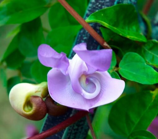 ganeshvinesnailvinevignacaracallaopenpollinatedheirloomnongmohighgerminationorganicgarden flower seeds