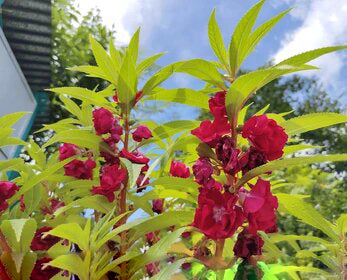 Brown Balsam Flower Seeds for Planting Heirloom Non-GMO High Germination Organic Garden Seeds