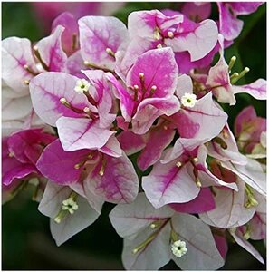 Pink White Bougainvillea Flower Seeds – Heirloom, Non-GMO, High Germination Organic Garden Seeds
