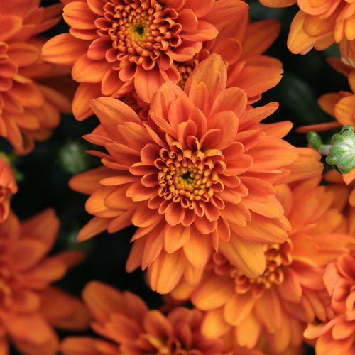 Chrysanthemum Perennial Flower Seeds Orange – Heirloom, Non-GMO, High Germination Seeds