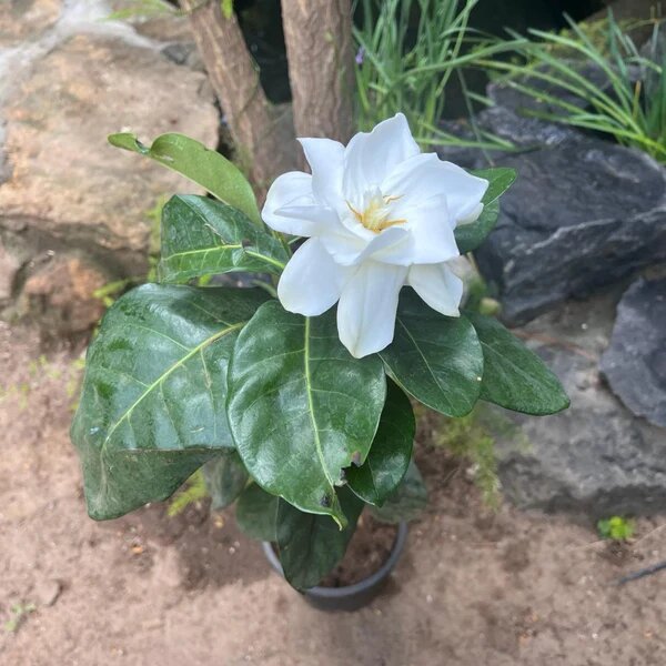 Gardenia Flower Seeds White – Heirloom, Non-GMO, High Germination Organic Seeds