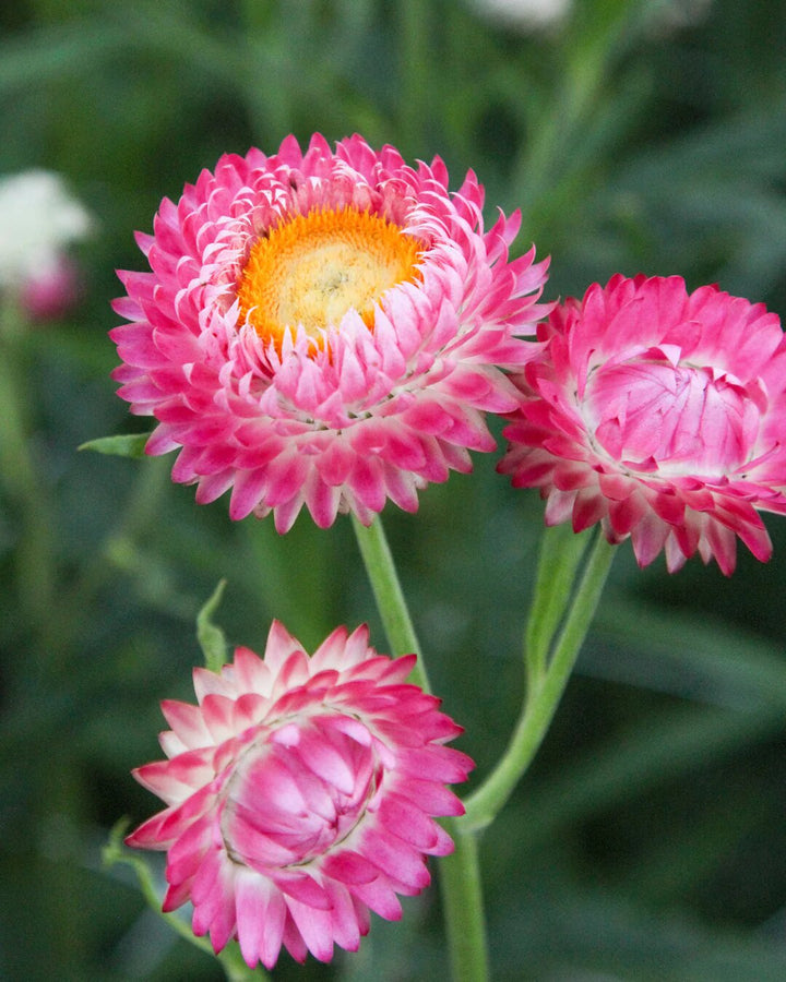 Helichrysum Flower Seeds Pink – Heirloom, Non-GMO, High Germination Seeds for Planting | Organic Garden Seeds