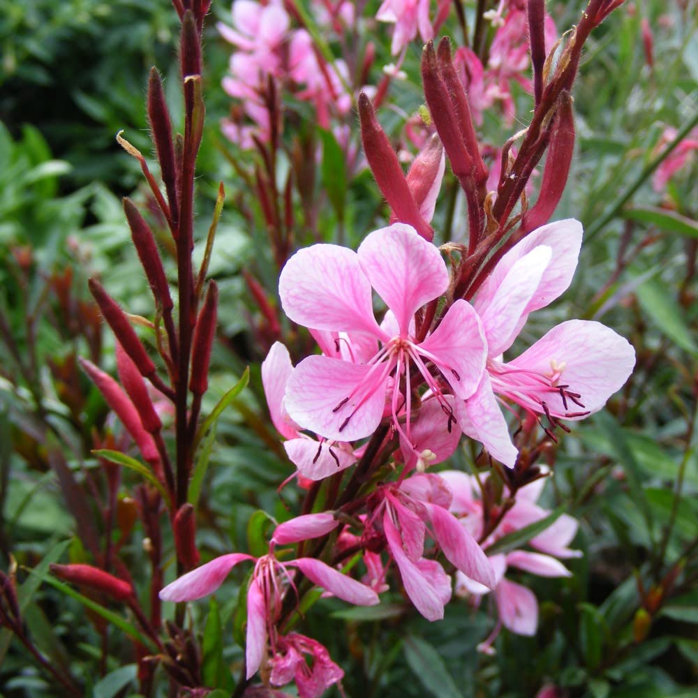 pink white flower seeds