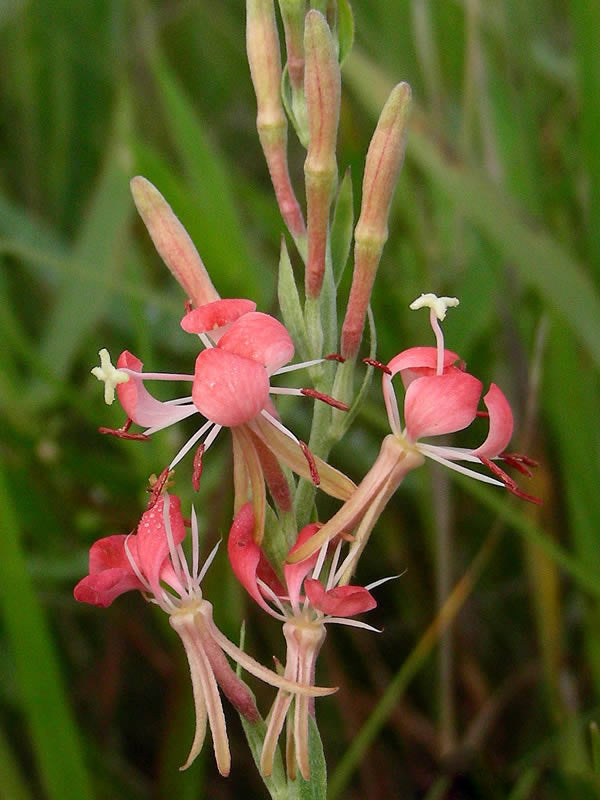 Red Gaura Coccinea Flower Seeds – Heirloom Non-GMO High Germination Seeds