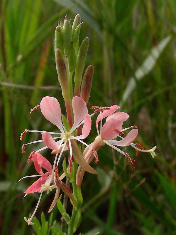 Red Gaura Coccinea Flower Seeds – Heirloom Non-GMO High Germination Seeds
