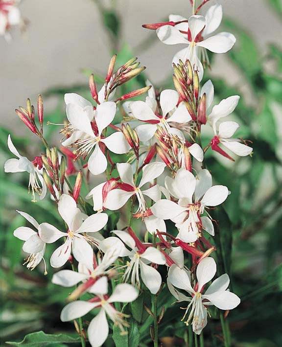 Gaura Flower Seeds White – Heirloom Non-GMO High Germination Organic Garden Seeds
