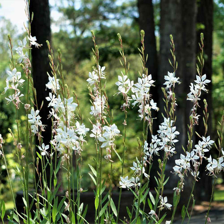 Semillas de Flores Lindheimeri Blancas – Reliquia No Modificada Genéticamente Alta Germinación