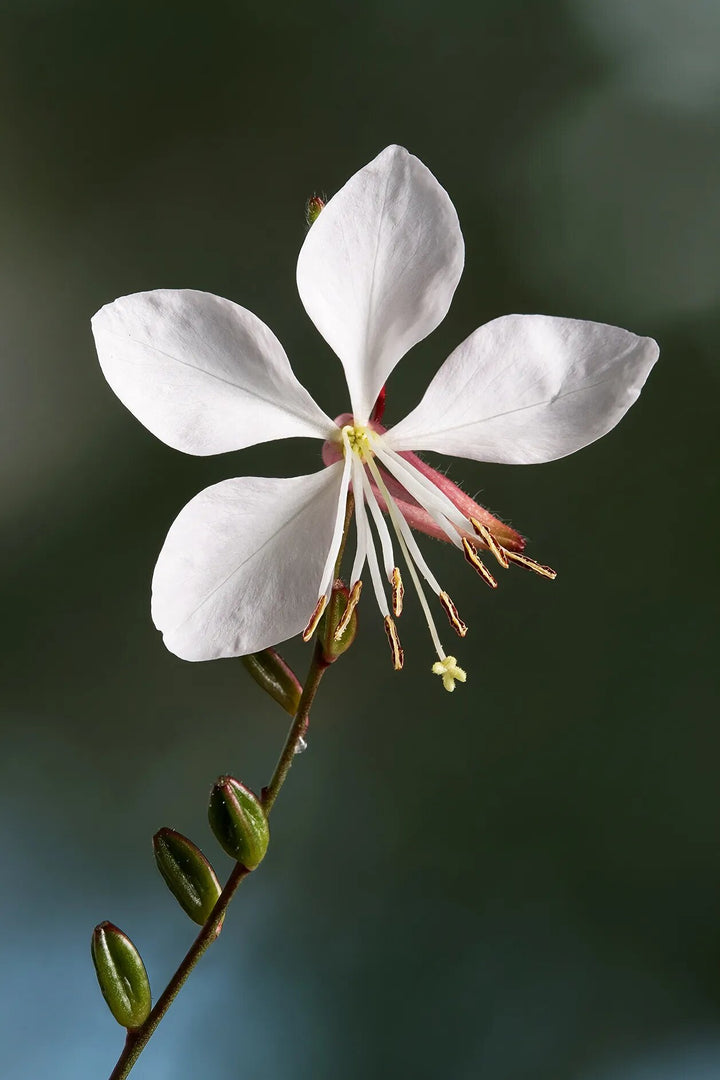 Gaura coccinea Flower Seeds White – Heirloom, Non-GMO, High Germination Seeds
