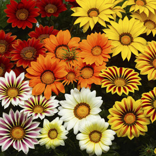 gazania kiss flower seeds