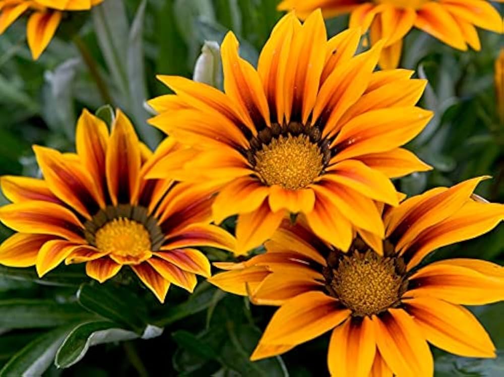 orange gazania flower seeds