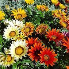 gazania daybreak flower seeds