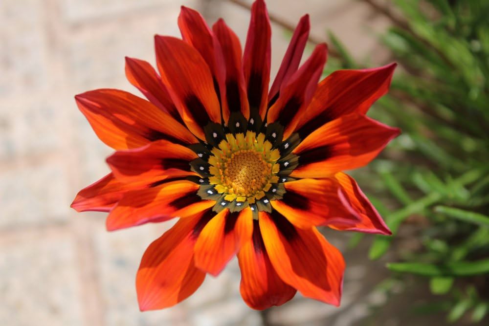 red gazania flower seeds