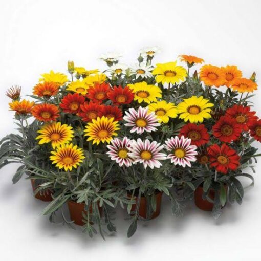 gazaniafrostykissimportedheirloomnongmohighgerminationorganicgarden flower seeds
