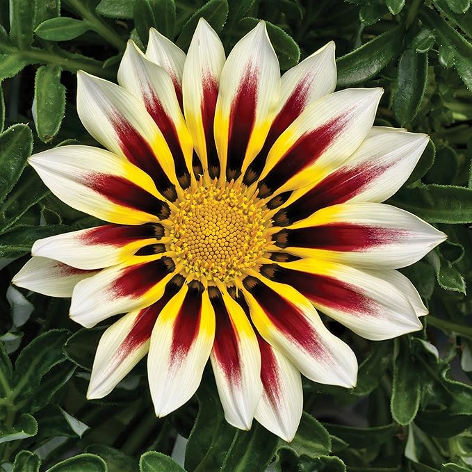 white white flower seeds