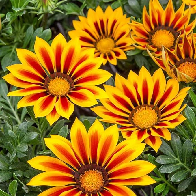 yellow gazania flower seeds