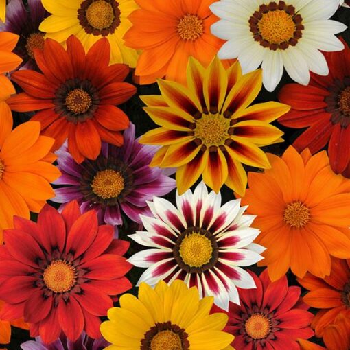 gazanianewdayimportedheirloomnongmohighgerminationorganicgarden flower seeds