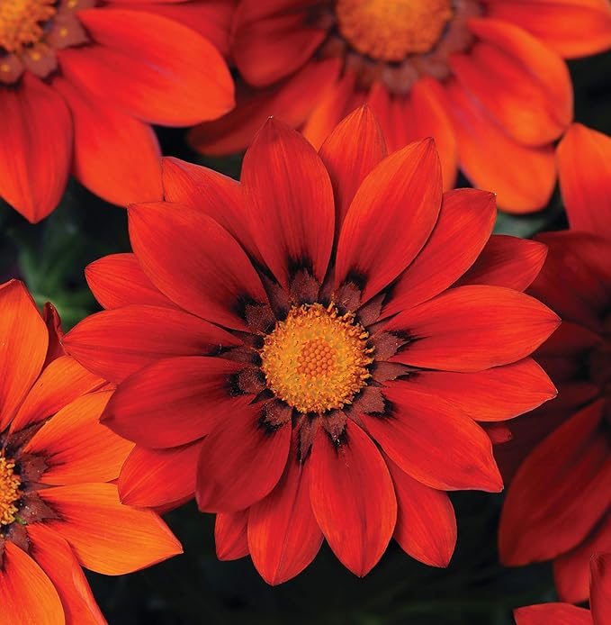 red red flower seeds