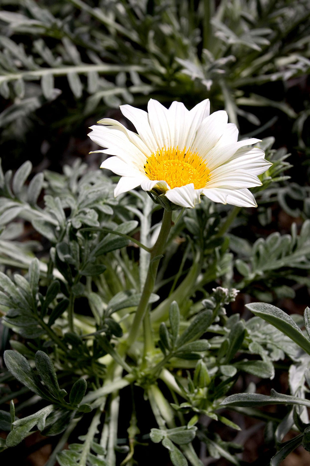 white white flower seeds