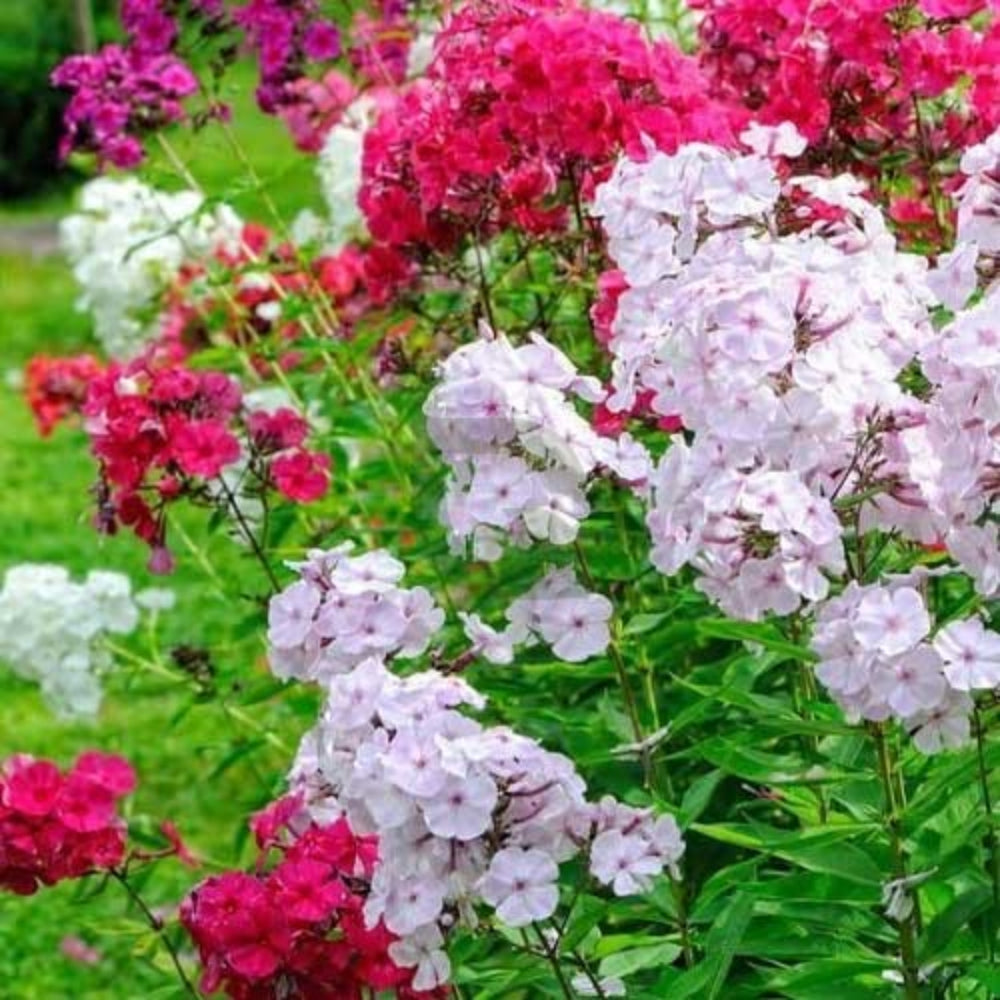 phlox dwarf flower seeds