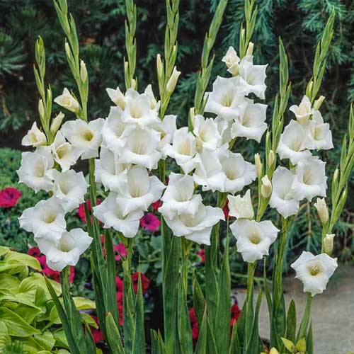 White Gladiolus Flower Seeds Heirloom Non-GMO High Germination Organic Garden Seeds for Planting